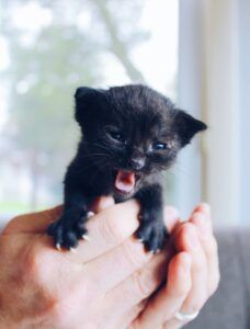 Tiny black kitten being held in hands, mouth open as if meowing, near a bright window.