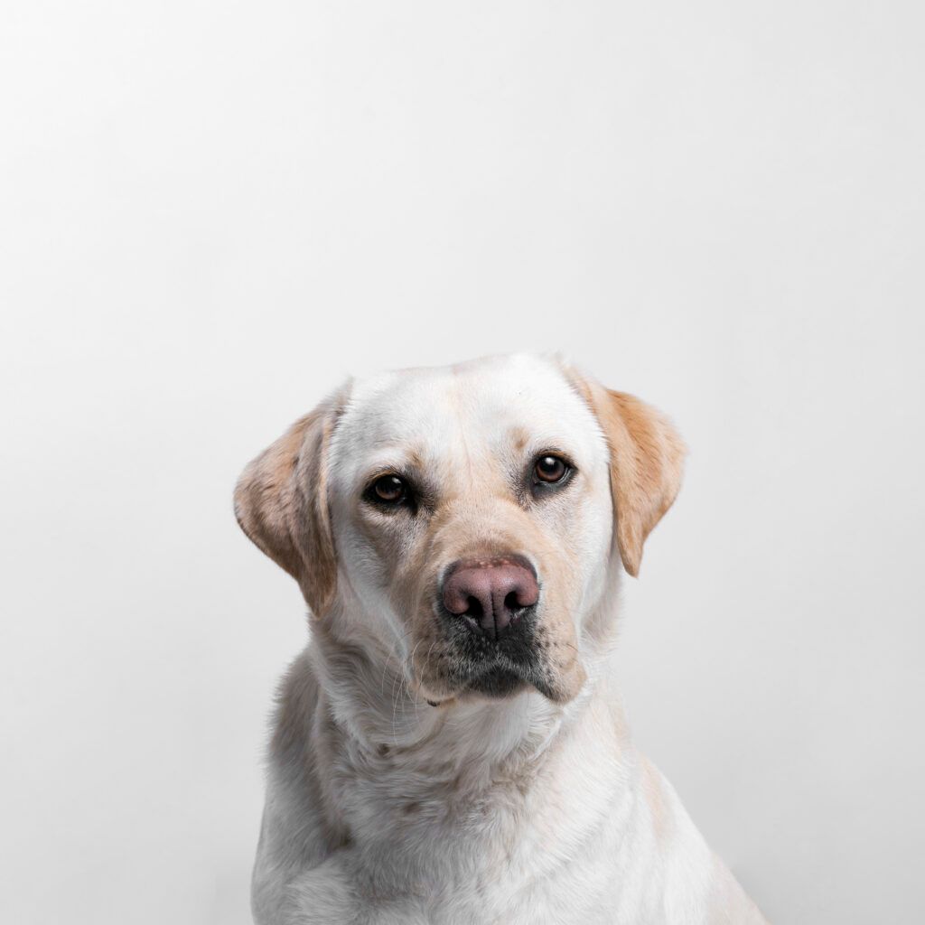 White Labrador retriever facing forward against a plain light background
