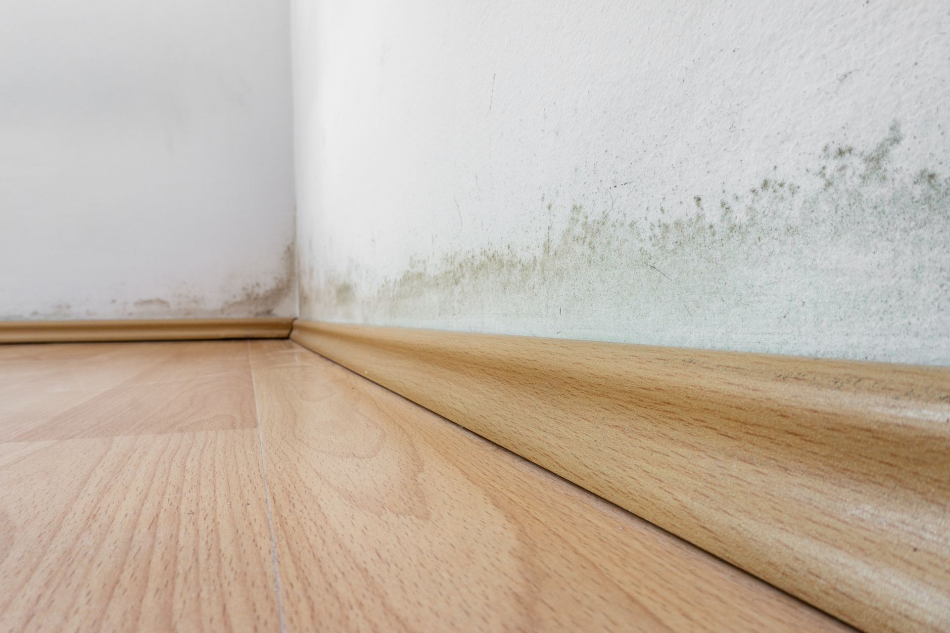 mold growth along the base of a white wall above a wood baseboard and laminate floor