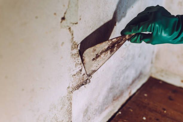 A worker from Superior Restoration Services removing mold with a spatula for effective mold remediat