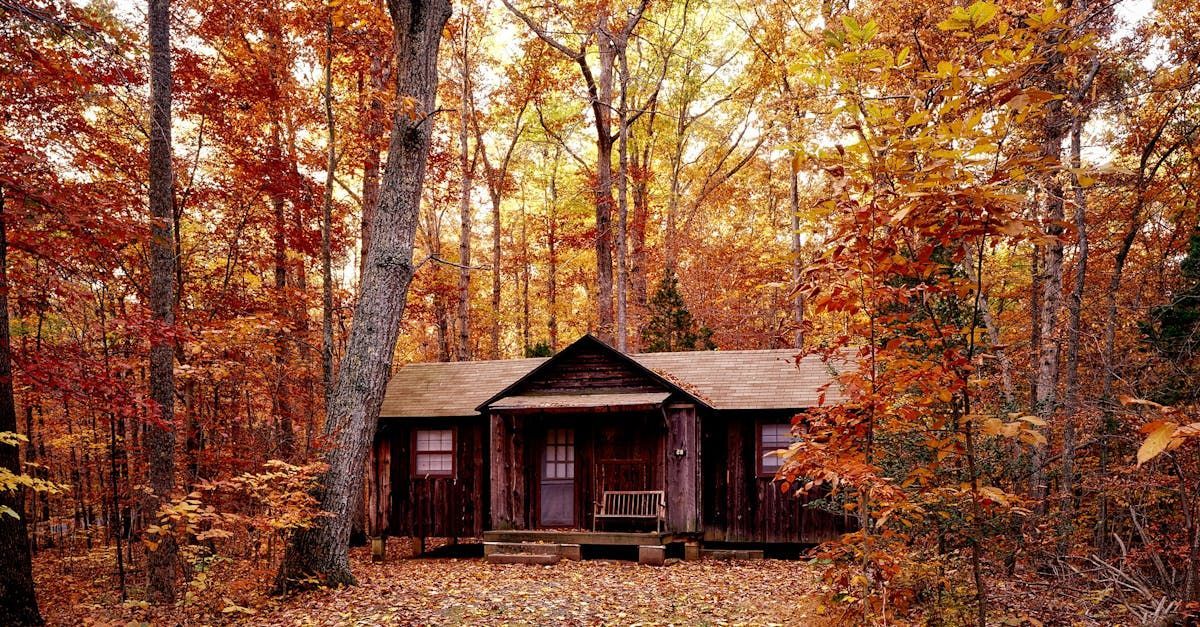 A cabin in the middle of a forest surrounded by trees with leaves on the ground.
