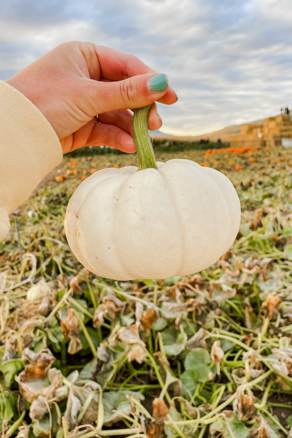 You‑pick pumpkin patch and corn maze near me in Morgan Utah fall outing
