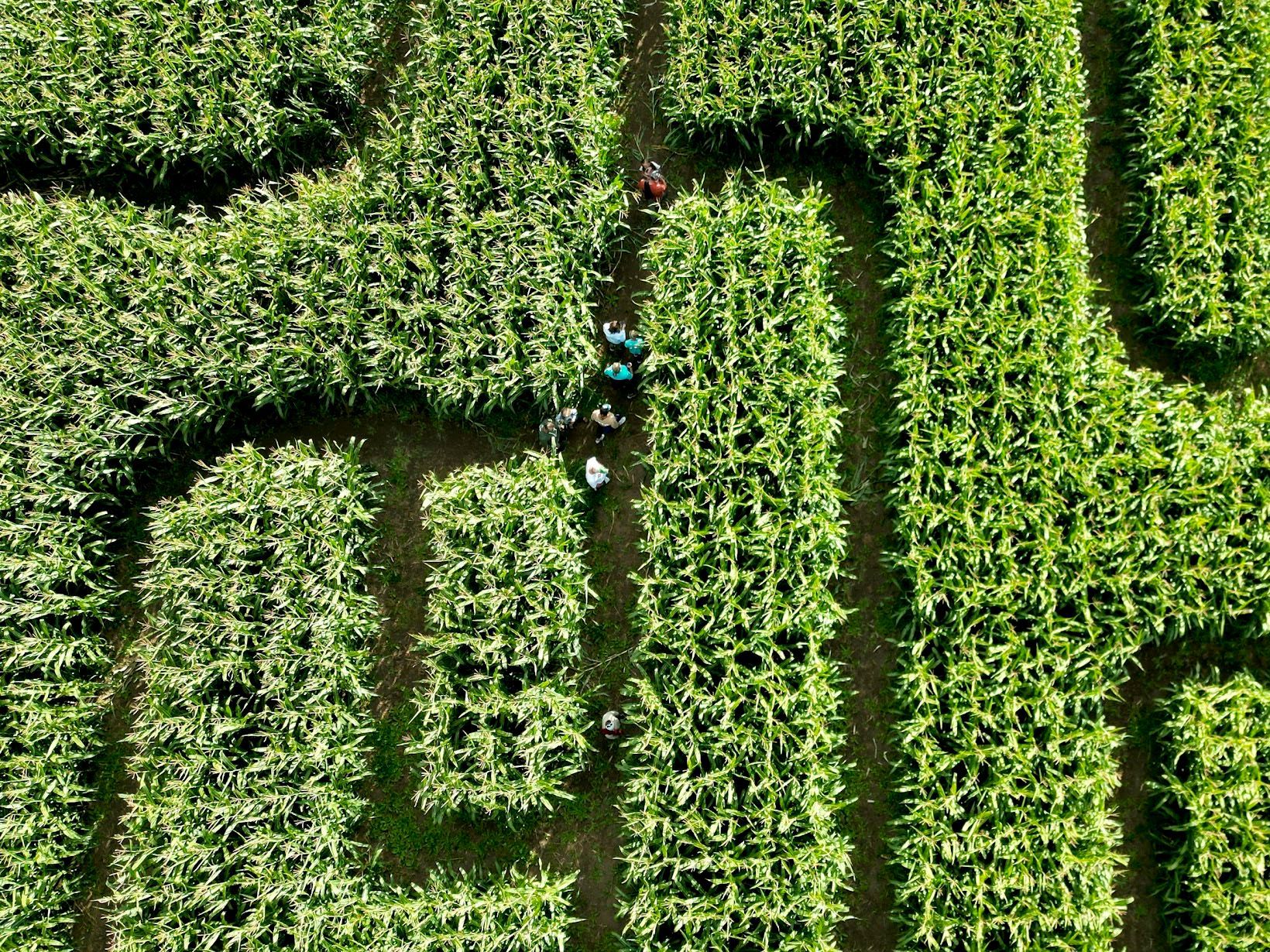 Aerial view of 18‑acre corn maze near me at The Morgan Maze in Morgan, Utah