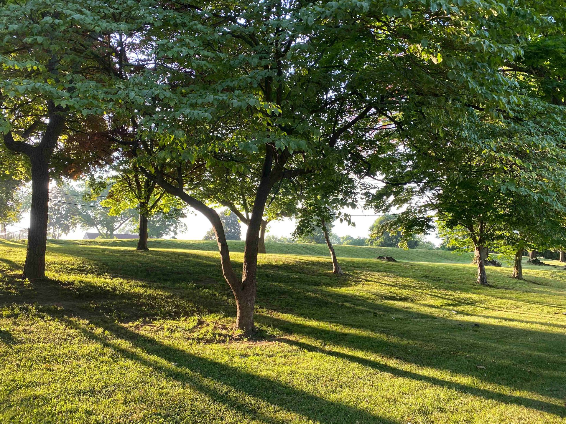Country Club Tree Service