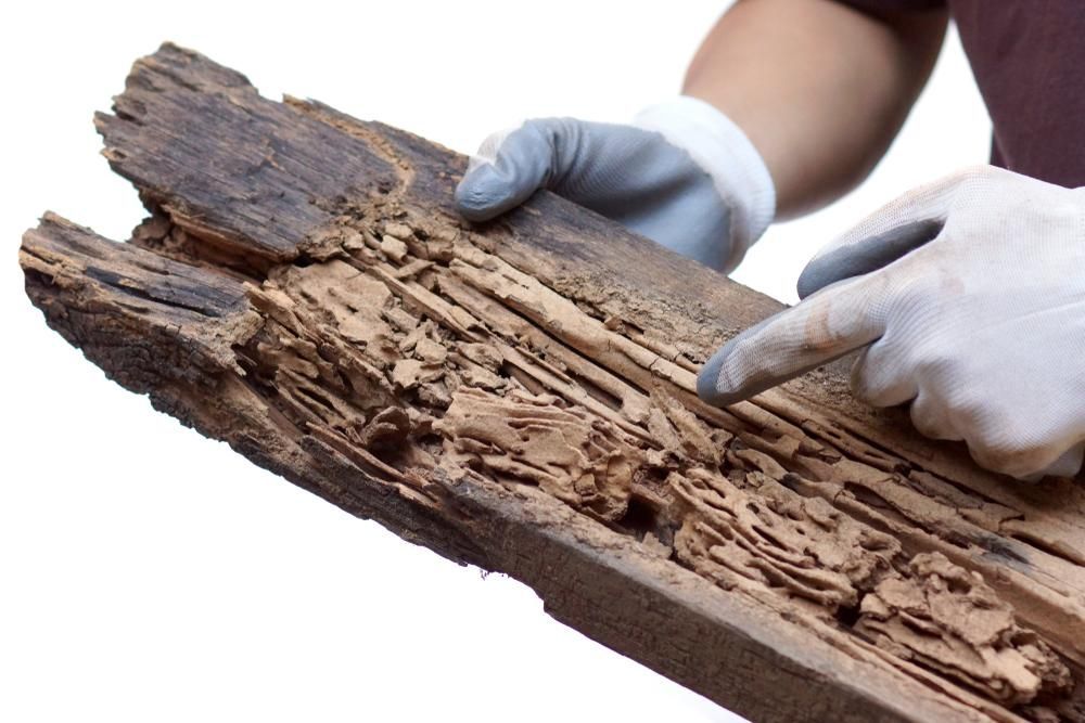 A Person Wearing Gloves Is Holding a Piece of Wood that Has Been Eaten by Termites — PDM Pest Control in Trinity Beach, QLD
