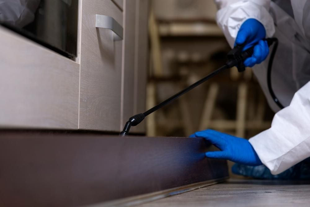 A Person Wearing Blue Gloves Is Spraying a Door with A Sprayer — PDM Pest Control in Craiglie, QLD