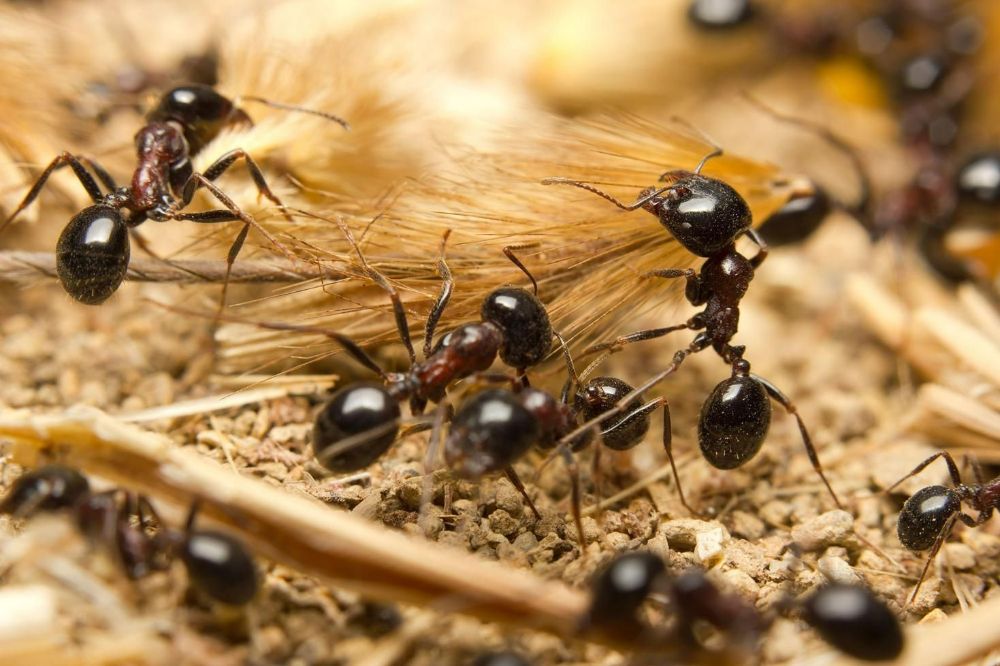 A Group of Black Ants Are Crawling on The Ground — PDM Pest Control in Craiglie, QLD