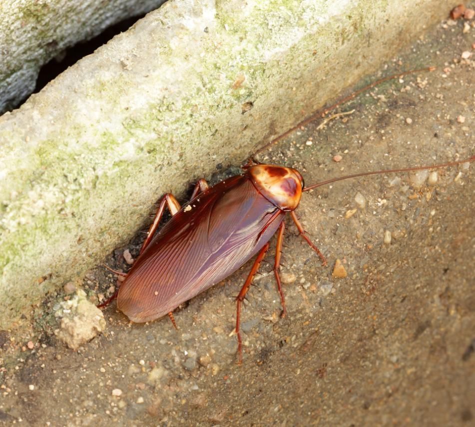 A Cockroach Is Crawling on The Ground Next to A Pipe — PDM Pest Control in Craiglie, QLD
