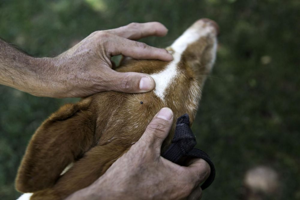 A Person Showing a Dog's Flea — PDM Pest Control in Craiglie, QLD