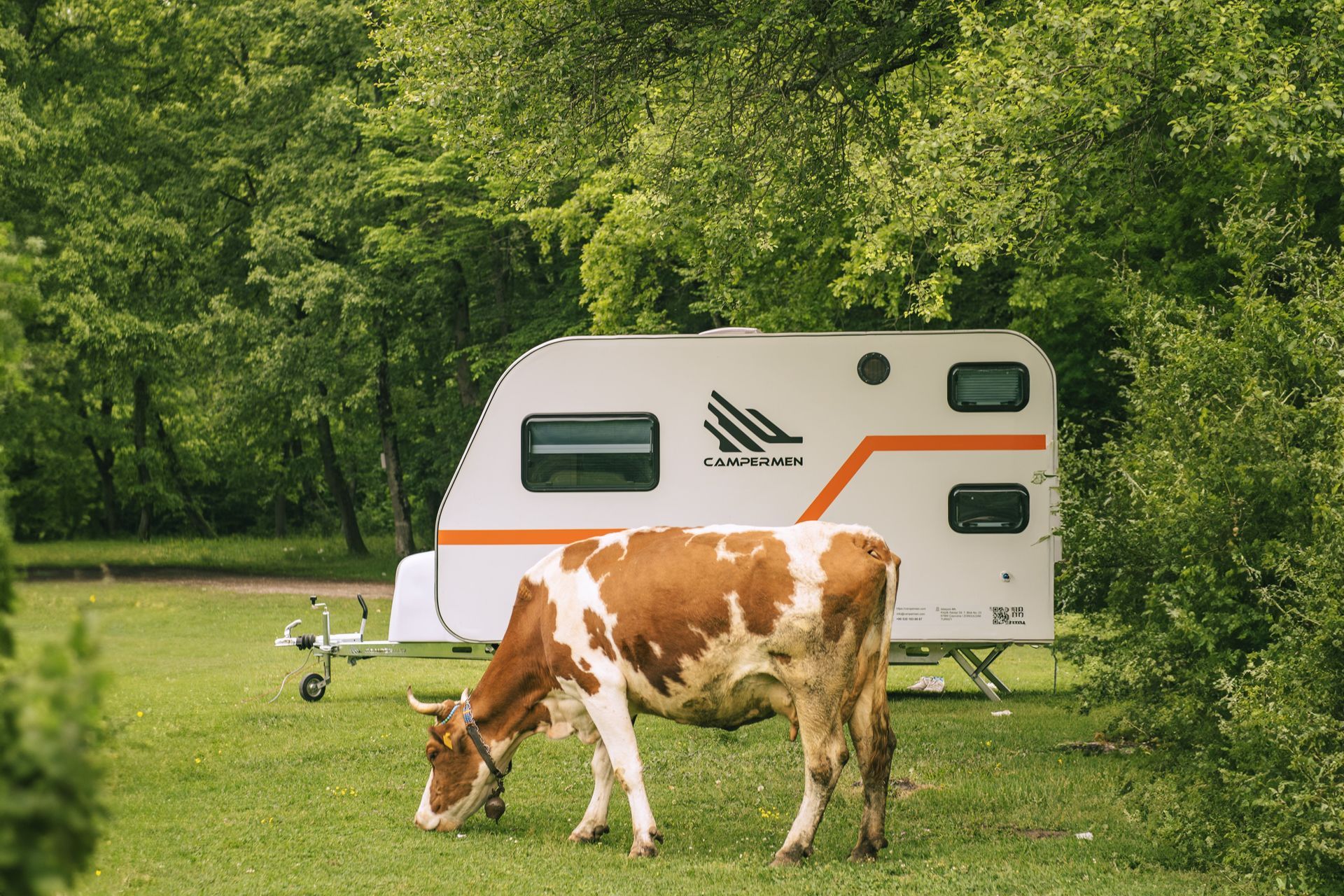 Brown-and-white cow grazing beside a white camper trailer in a grassy field with trees