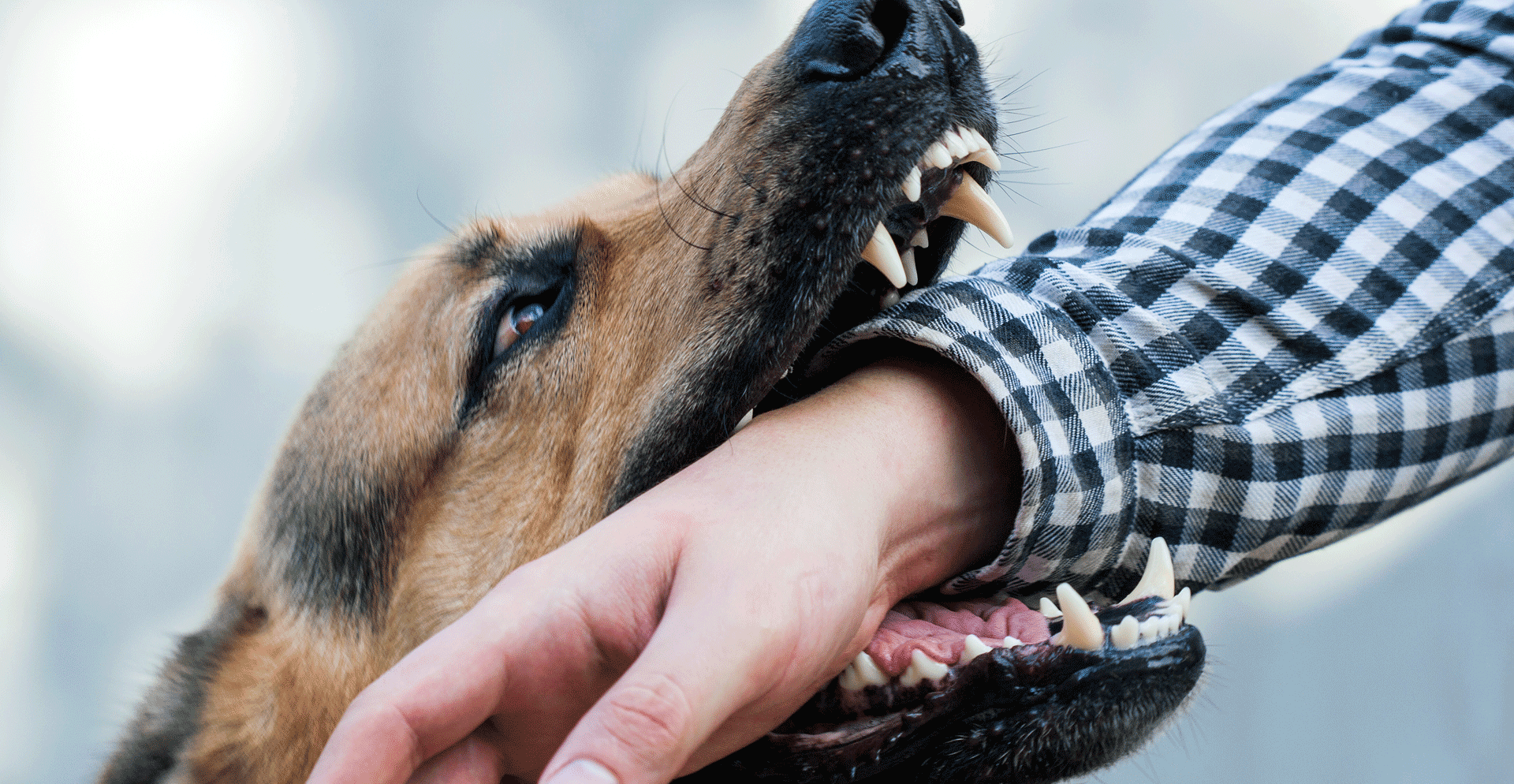 Dangerous dog