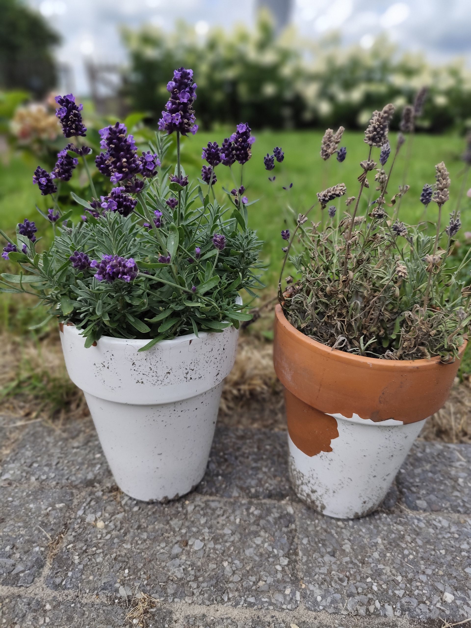 Twee potten lavendel – één met dode bloemen, één bloeiend – symbool voor herstel van uitputting en vastlopen. 