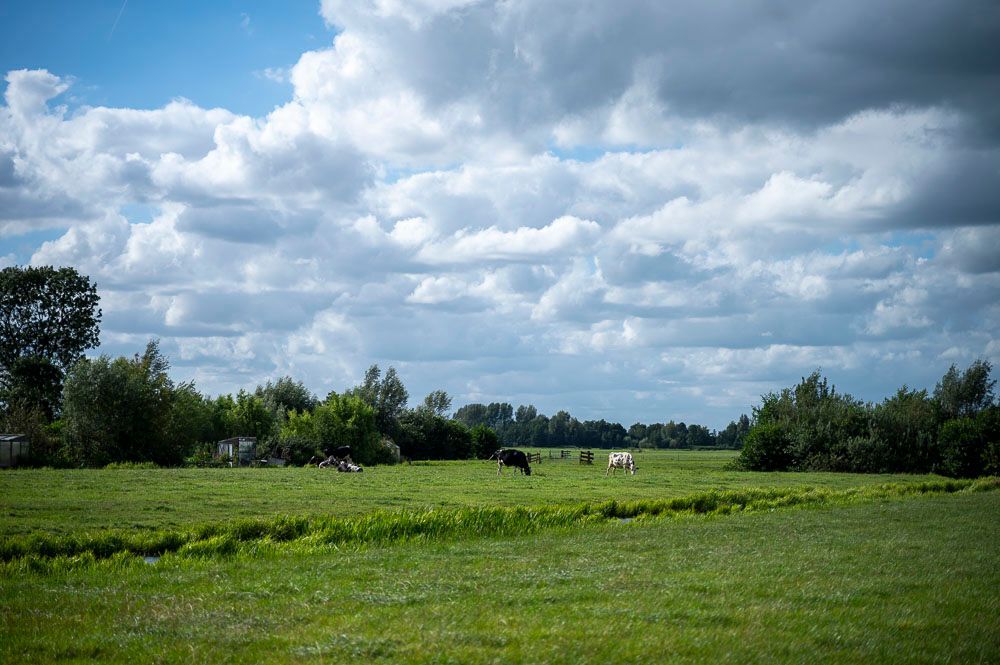 Uitzicht polder