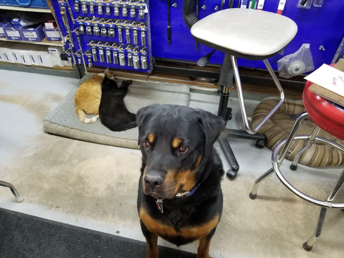 A Rottweiler sits in a workshop with a black cat and an orange cat curled up together on a nearby floor mat.
