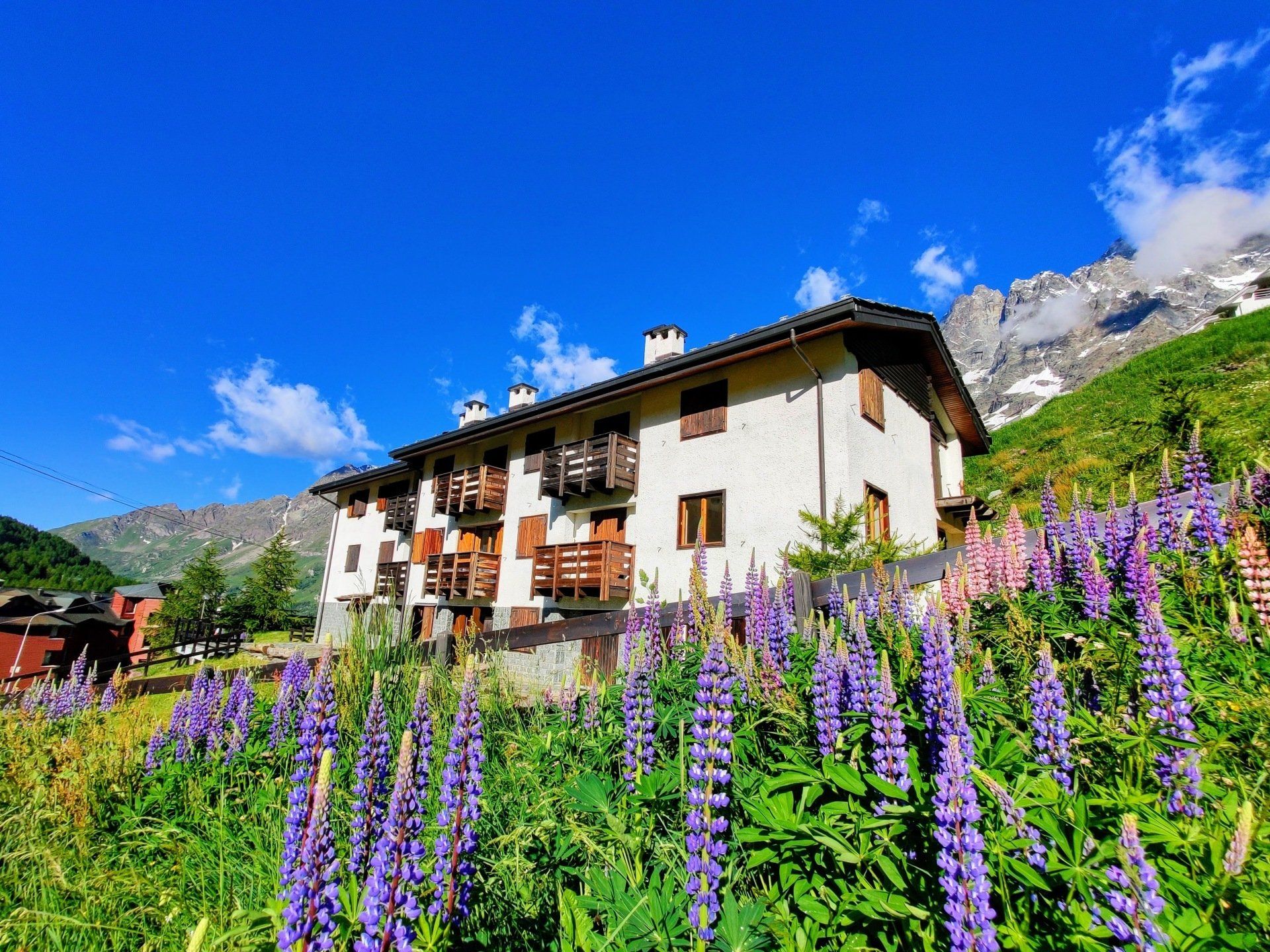 House where Sanny, Bassi and Elena are located in summer. Flowers in the front.