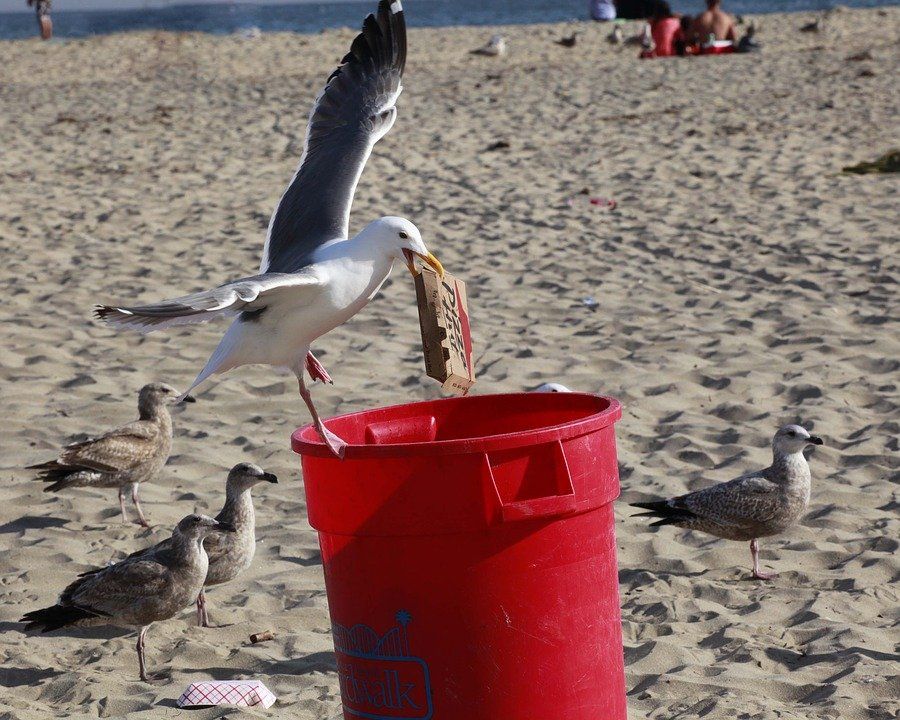 animales comen basura animales comen basura