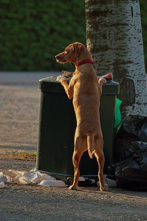 Alejar animales de la basura Alejar animales de la basura