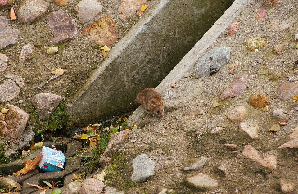 Acumulación de basura