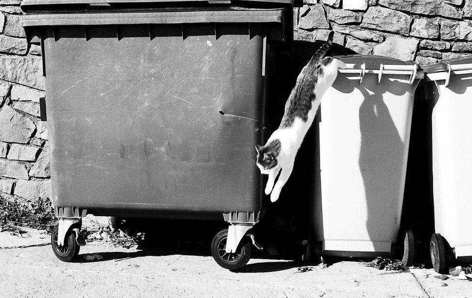 Alejar animales de la basura Alejar animales de la basura