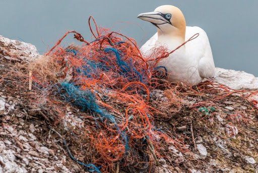 animales comen basura animales comen basura