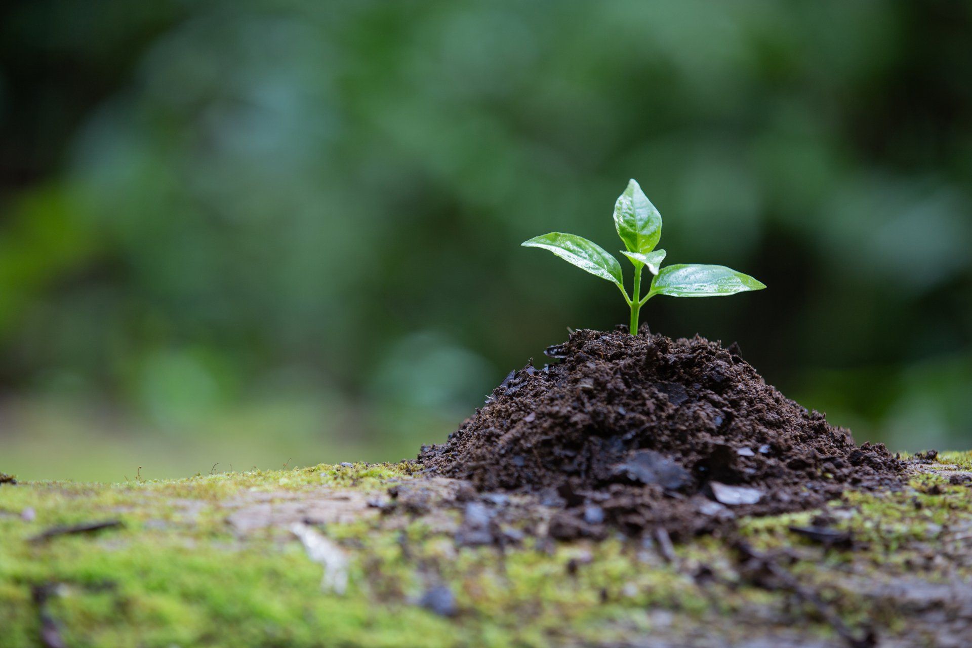 Planta que crece en el suelo Planta que crece en el suelo
