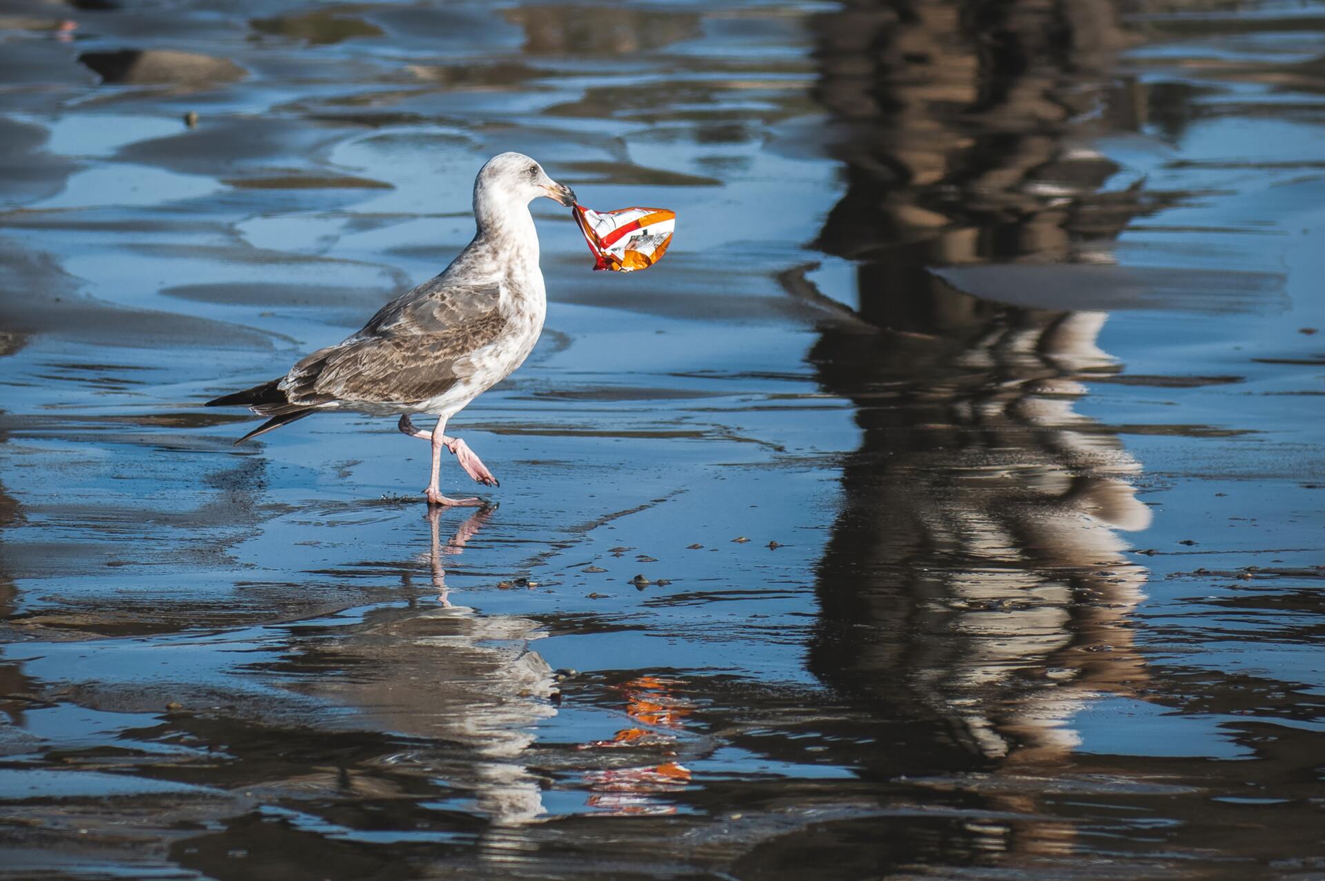 pájaro gris sosteniendo basura con el pico pájaro gris sosteniendo basura con el pico