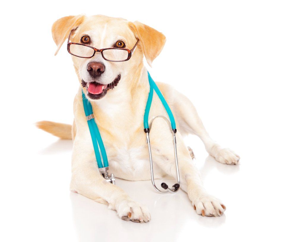veterinaria