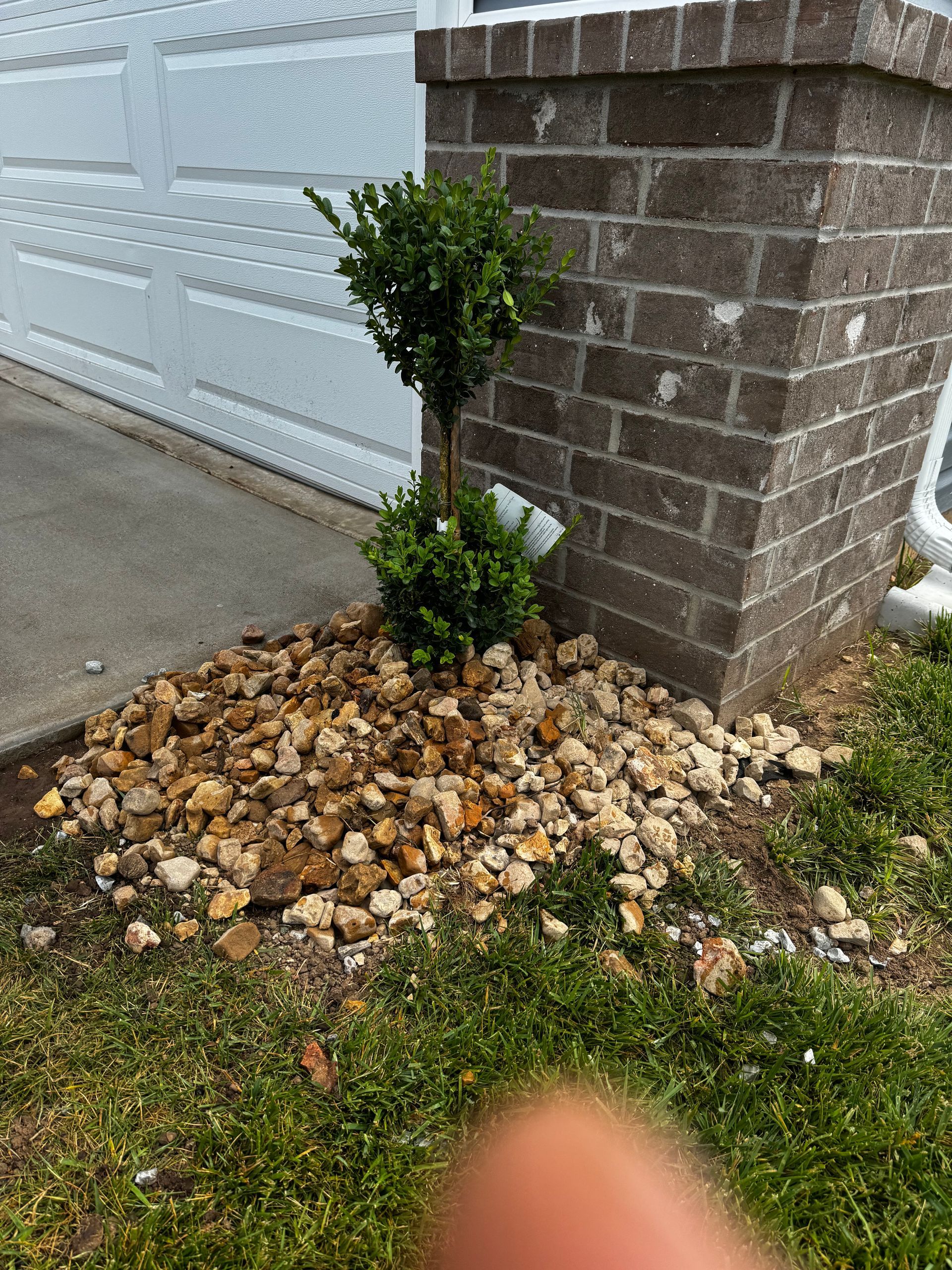 A small tree is growing in a rock garden next to a brick wall