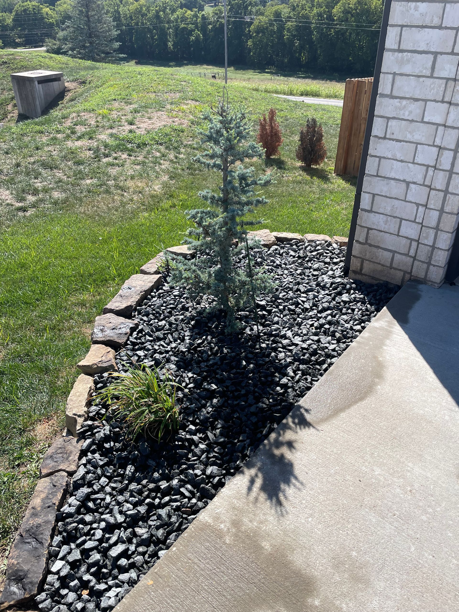 A small tree is growing in a garden next to a brick wall.