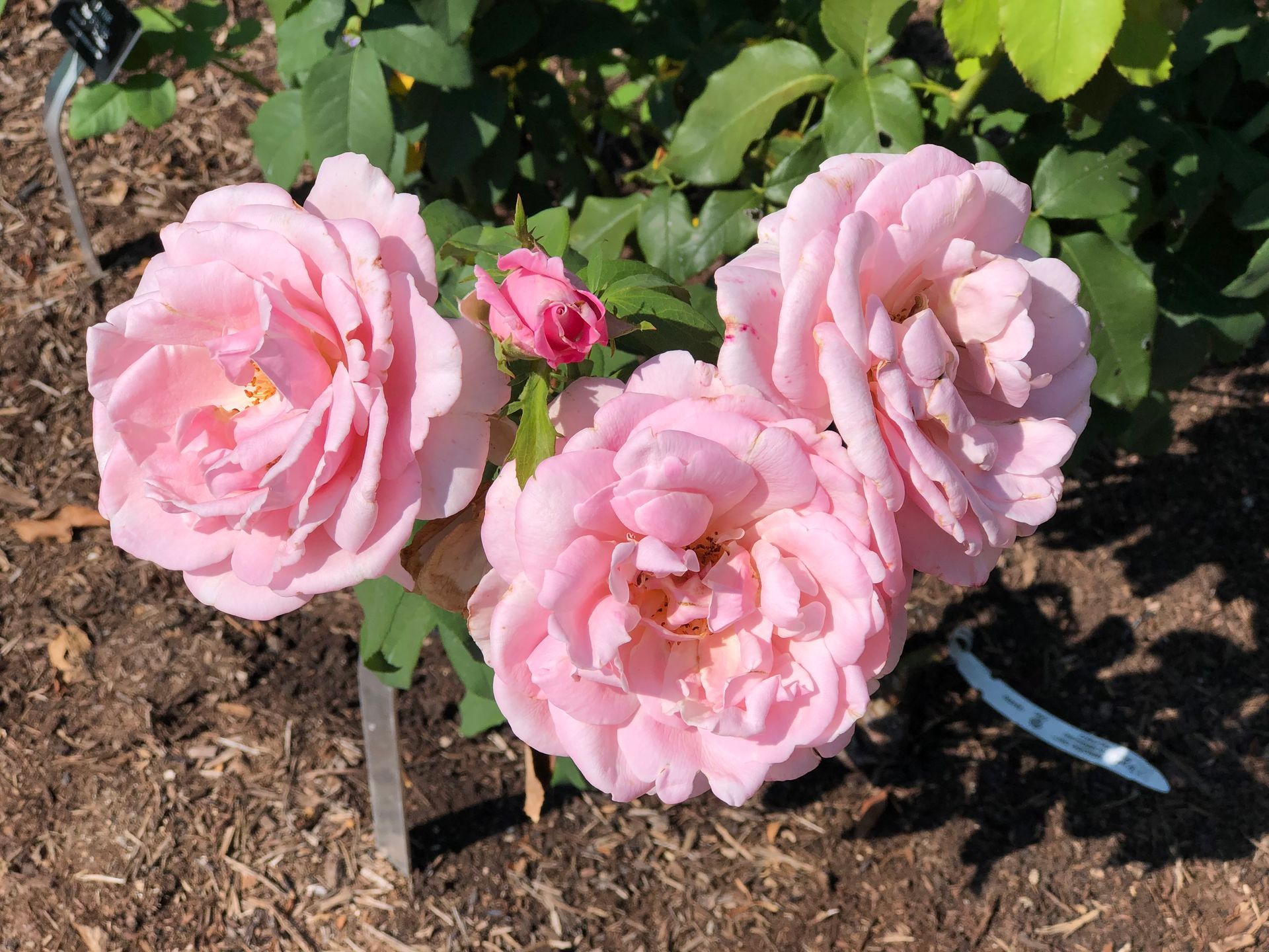 A bunch of pink roses are growing in the dirt