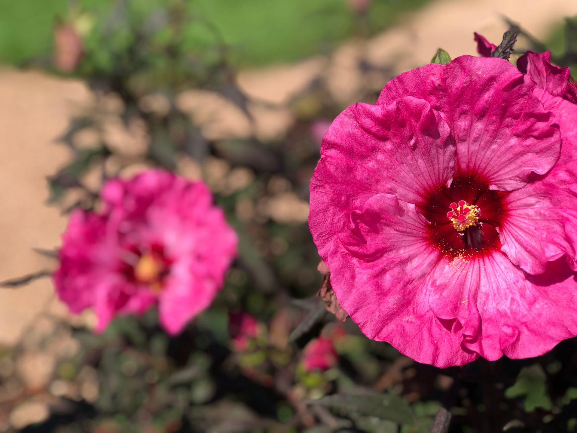 A close up of a pink flower with a red center