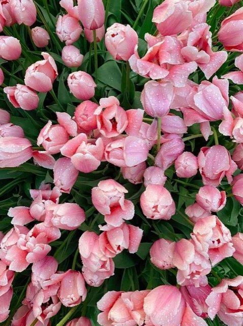 front yard landscaping ideas langley BC