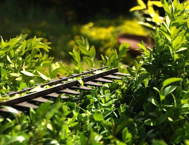 hedge trimming langley BC