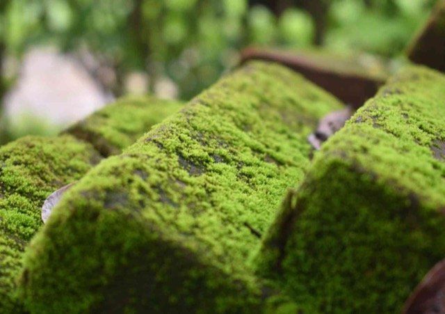 moss control langley BC