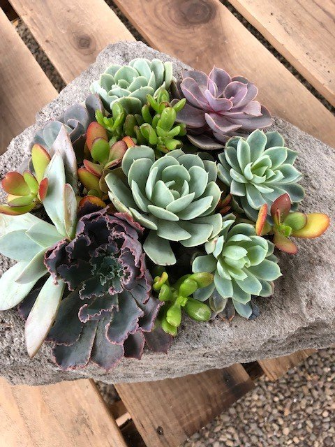 A white bowl filled with succulents is sitting on a wooden table.