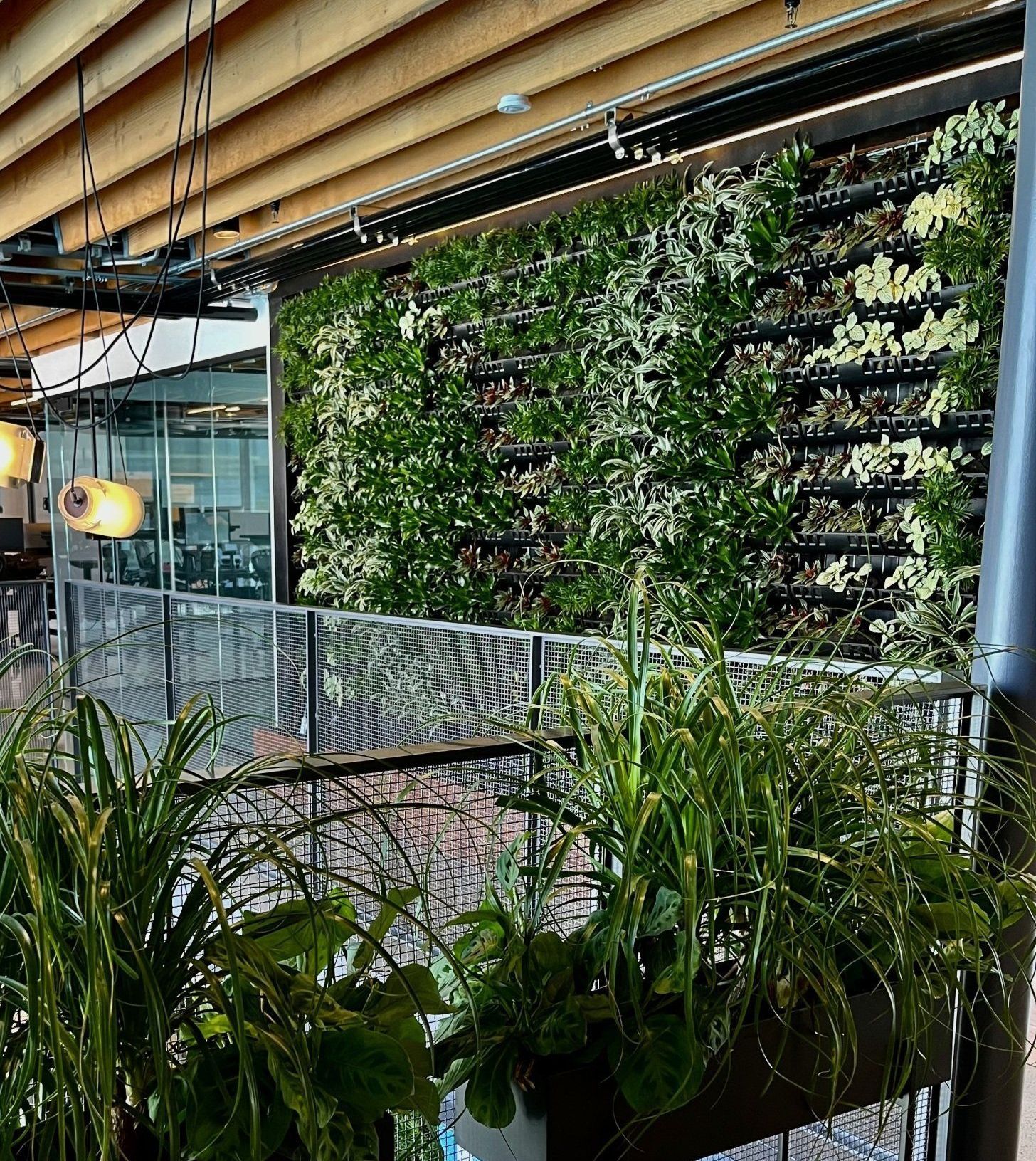 Modern indoor garden with hanging plants, a vertical plant wall, and potted greenery by a walkway