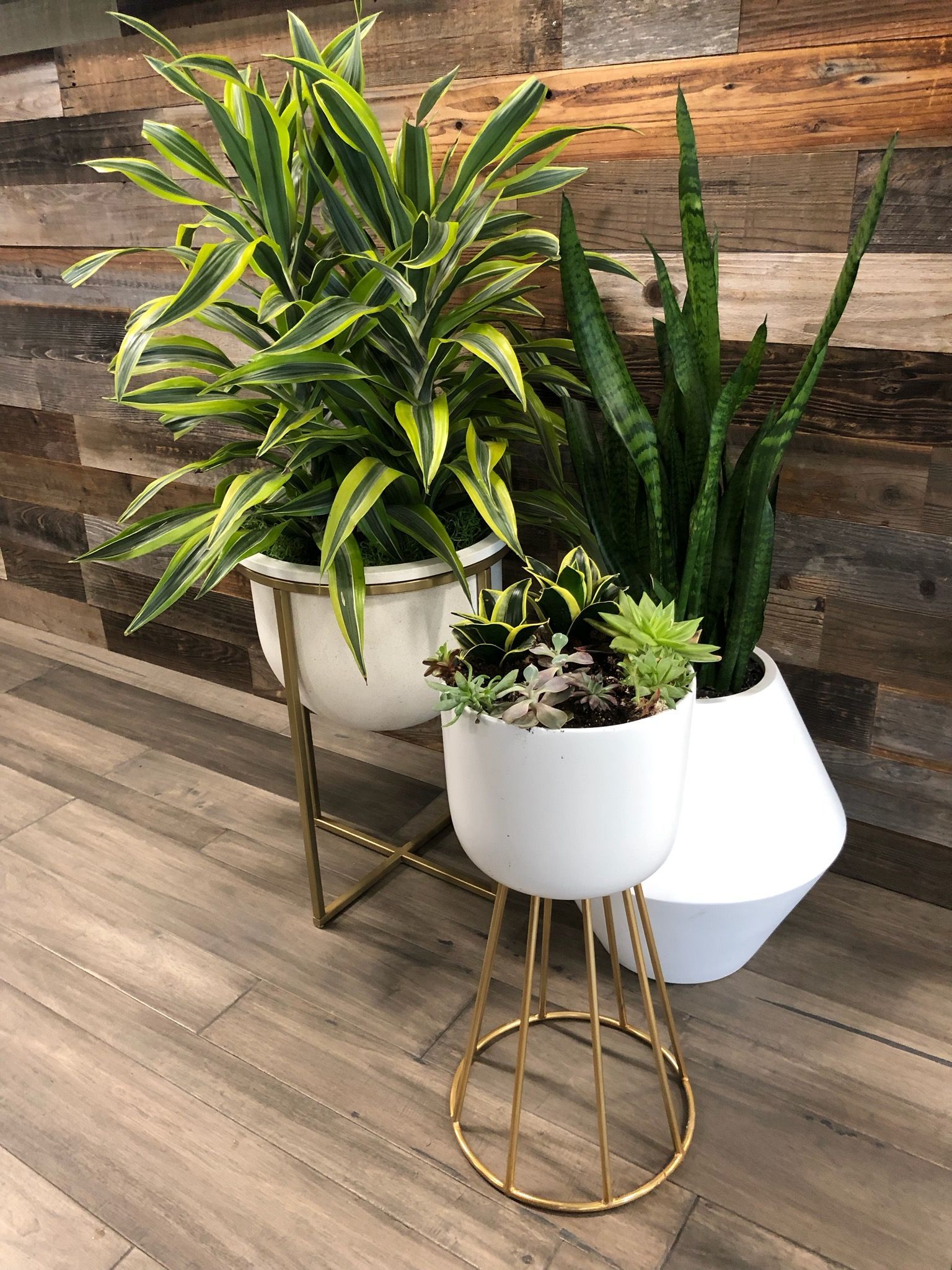 Three potted houseplants on gold stands against a wood-paneled wall