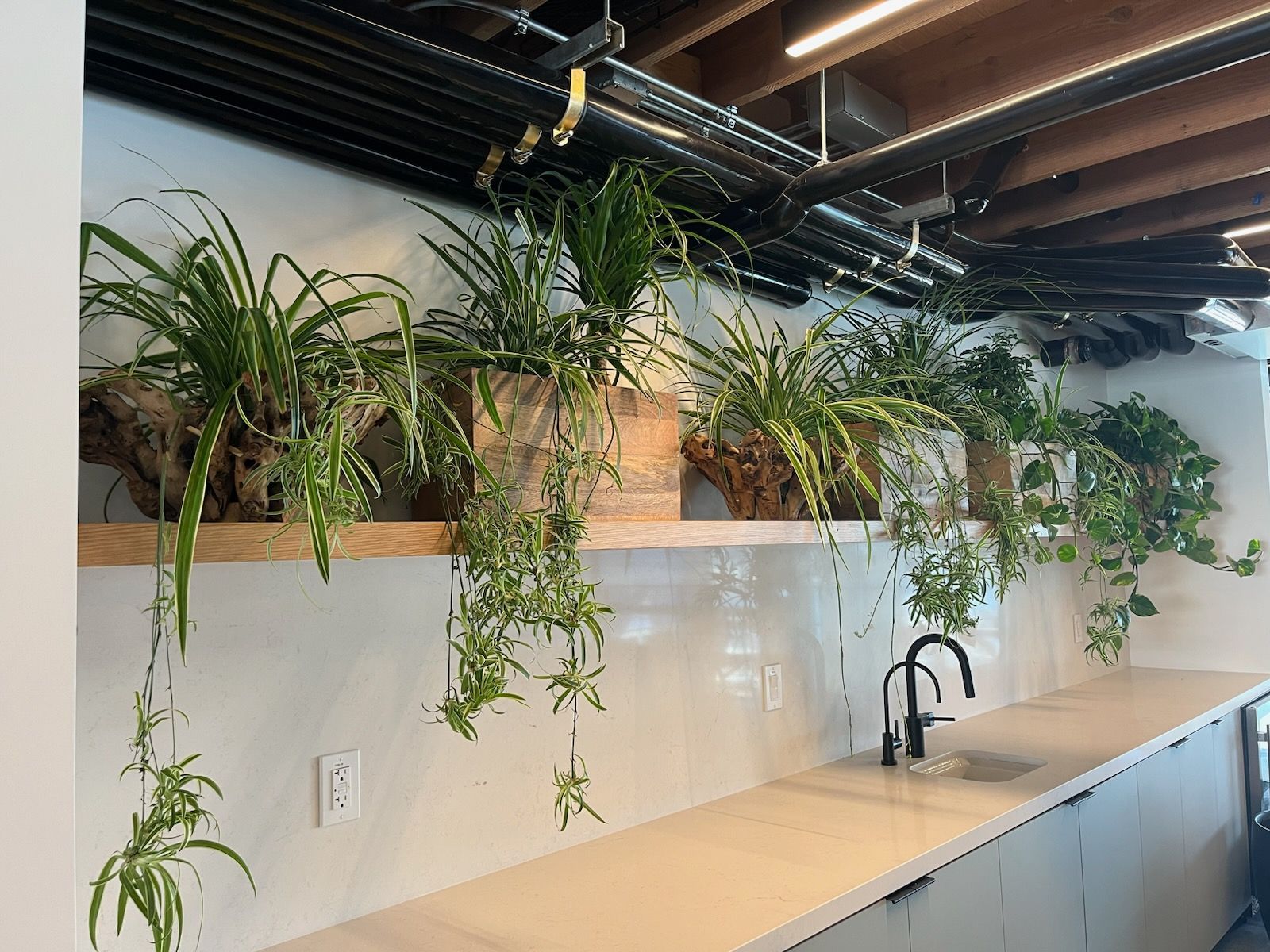 Indoor kitchen shelf with hanging green plants above a countertop and sink
