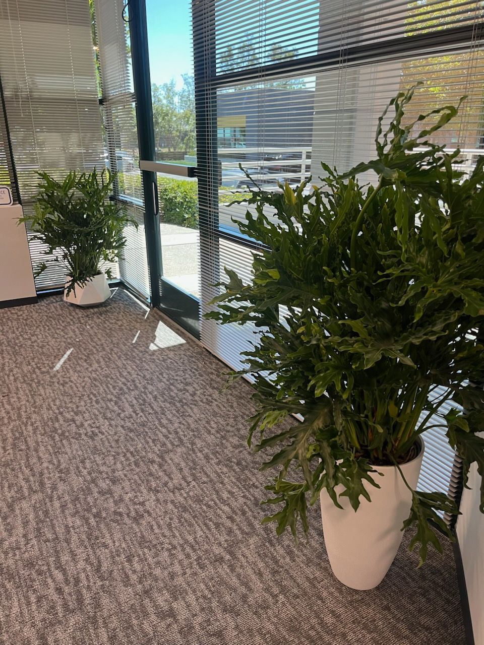 Office hallway with potted green plants beside large windows and blinds.