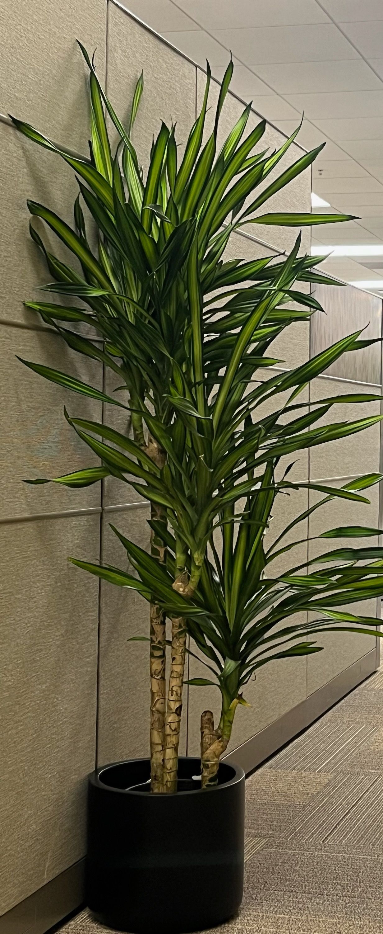 Tall potted dracaena plant with green leaves in a black pot in an office hallway