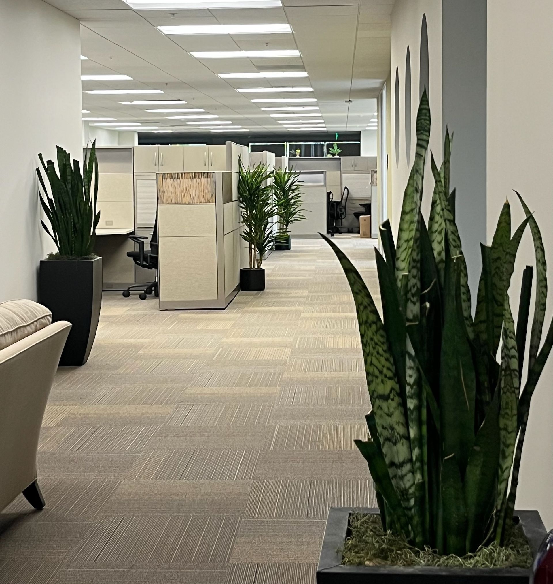 Modern office hallway with potted snake plants, carpeted floor, and fluorescent ceiling lights