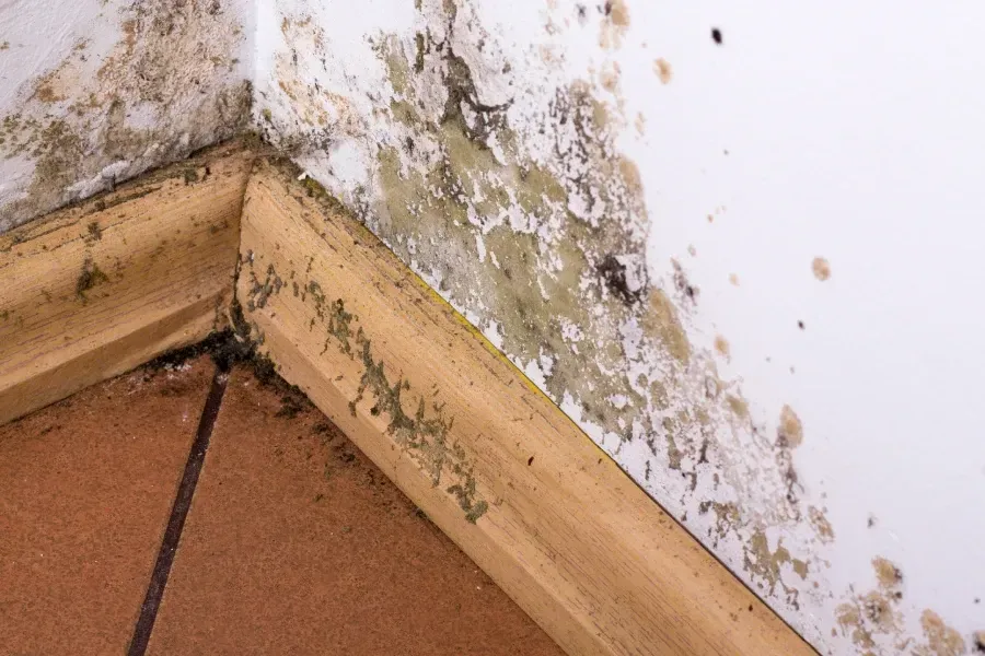 Mold growth on a white wall corner and wooden baseboard, indicating dampness or water damage.