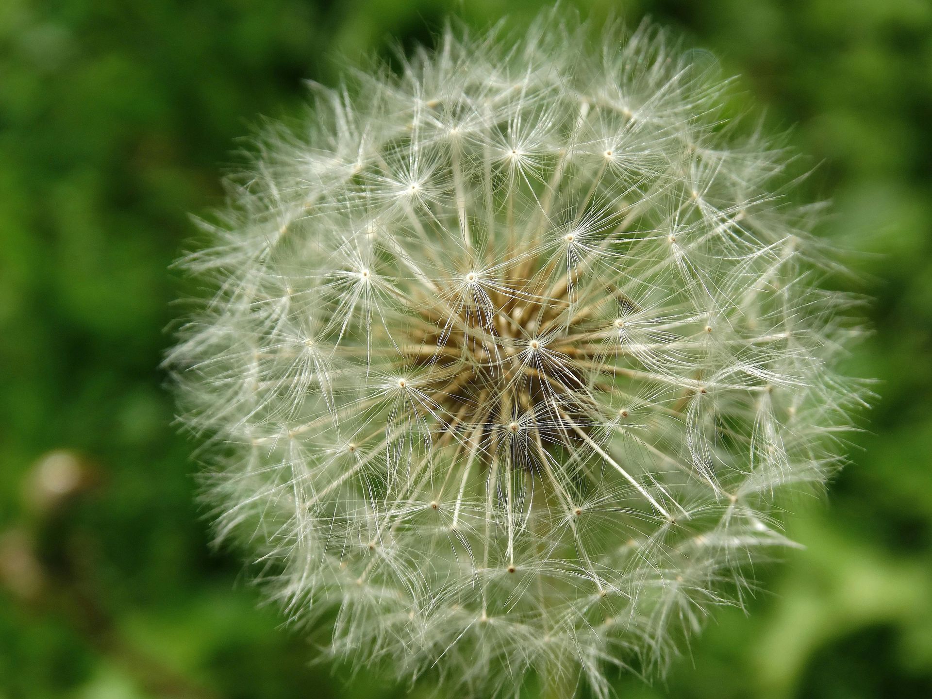 A white, spherical dandelion seed head against a soft-focus green background.
