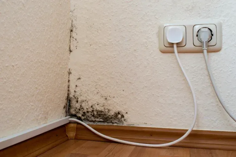 Black mold growing in the corner of a room, creeping along the wall near a power outlet and a wooden baseboard.