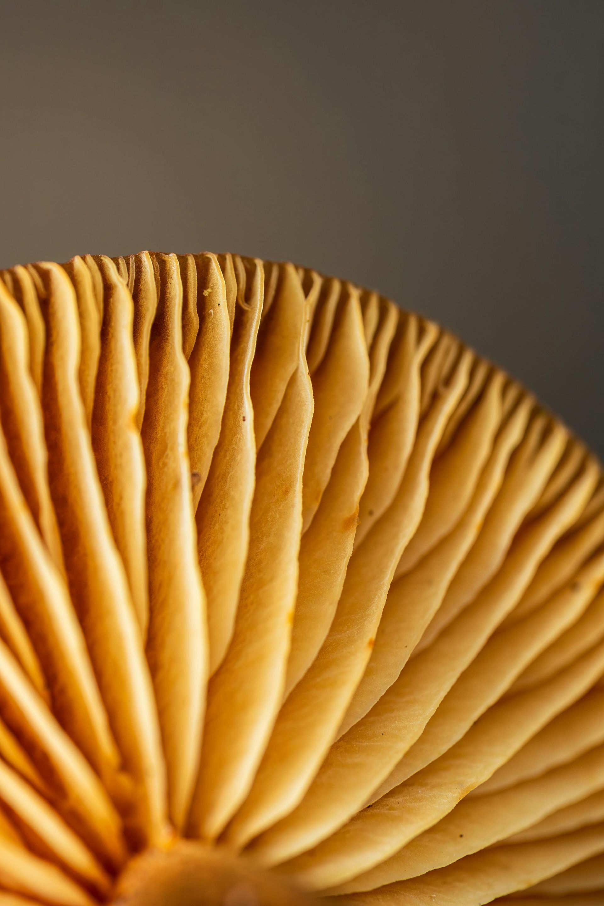 A close-up, angled view of the underside of a mushroom, highlighting the intricate, radiating pattern of its tan gills.