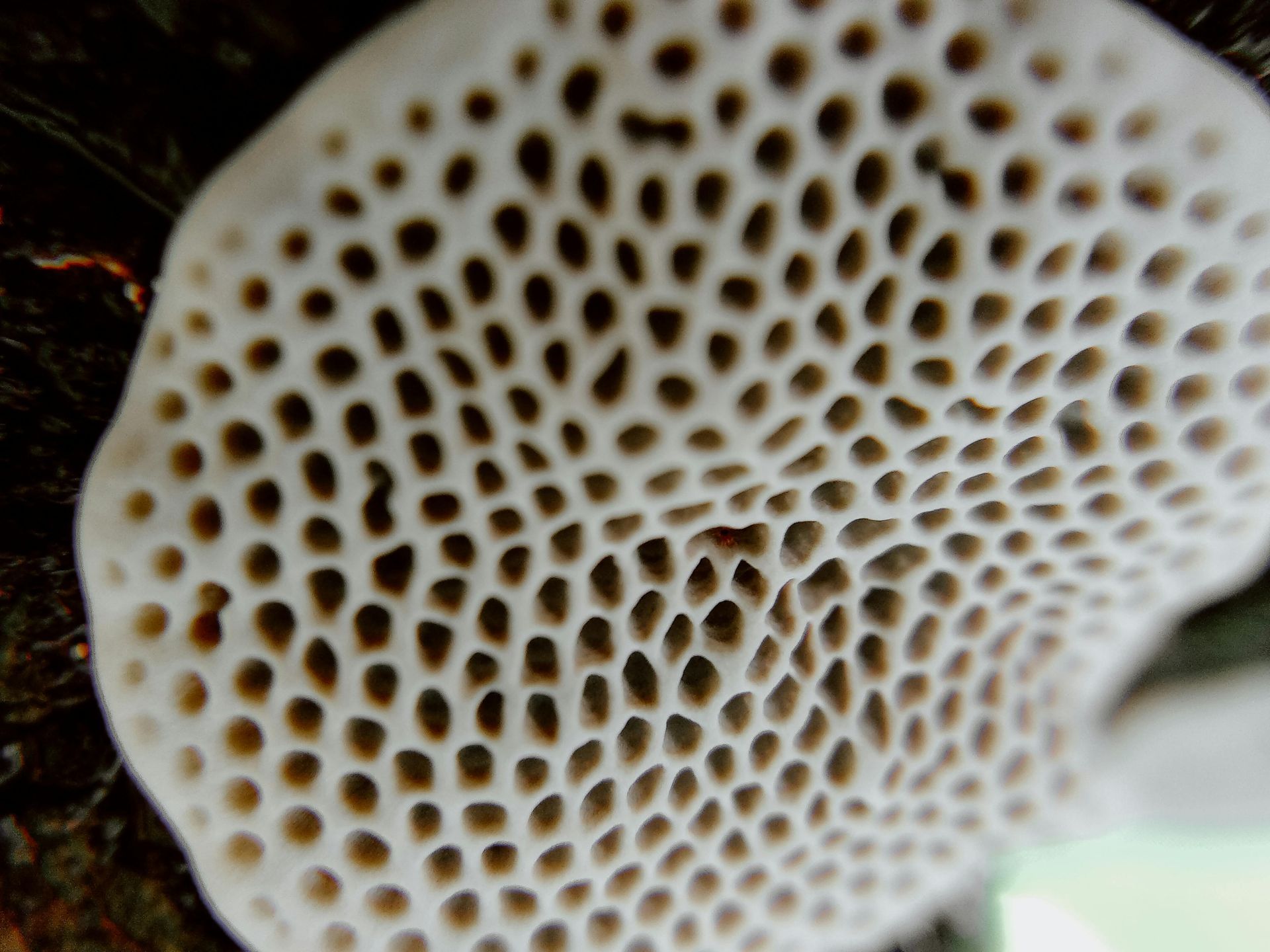 A close-up of a white bracket fungus on a tree, showing a distinctive, porous honeycomb-like underside.