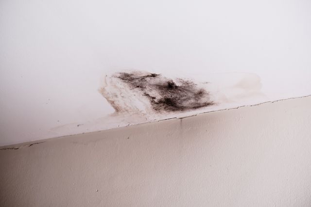 A dark, fuzzy patch of mold growing on a white ceiling near the corner of a wall.