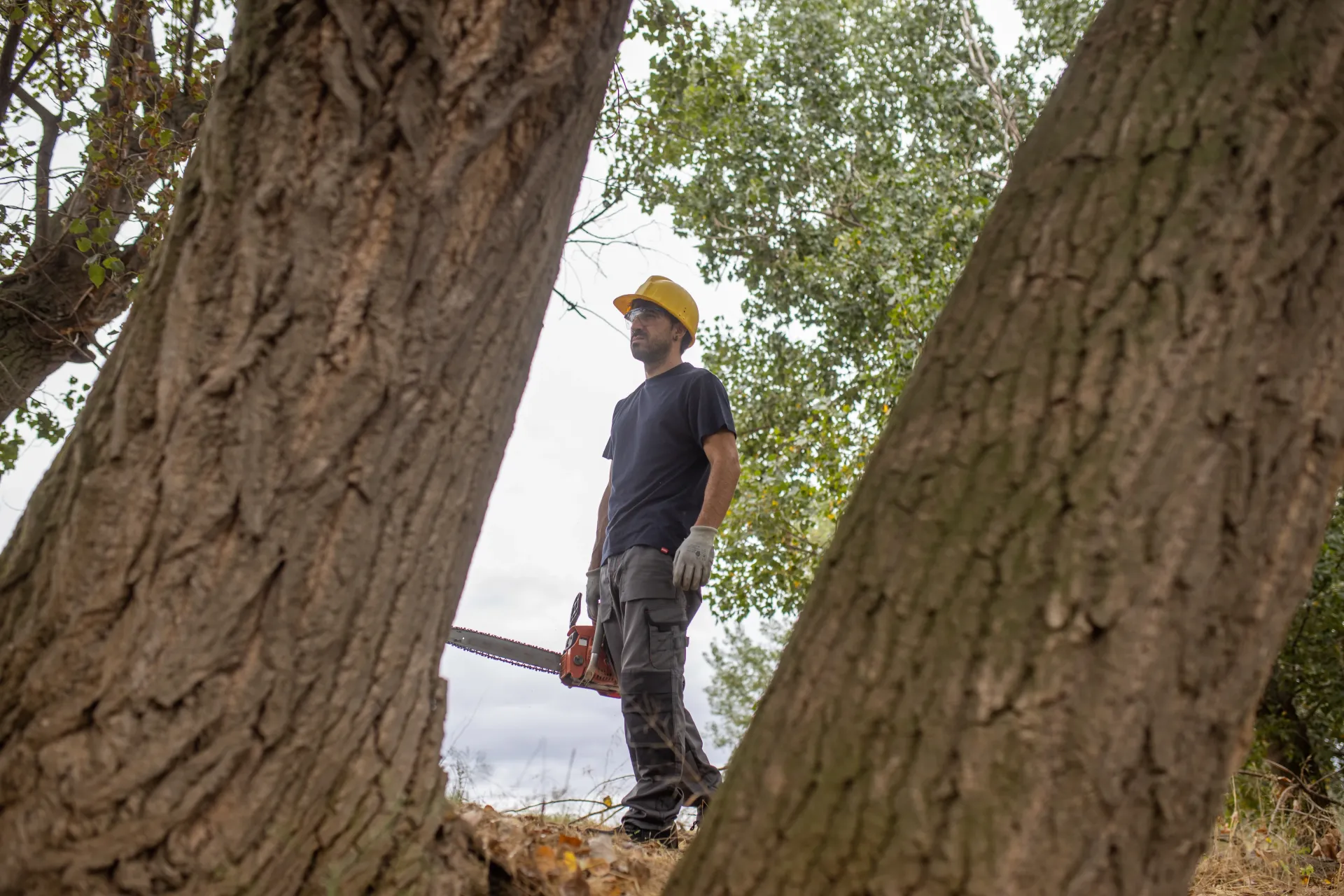tree removal downingtown pa