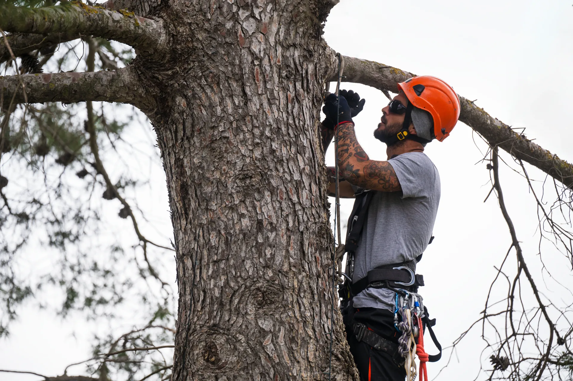 tree removal malvern pa