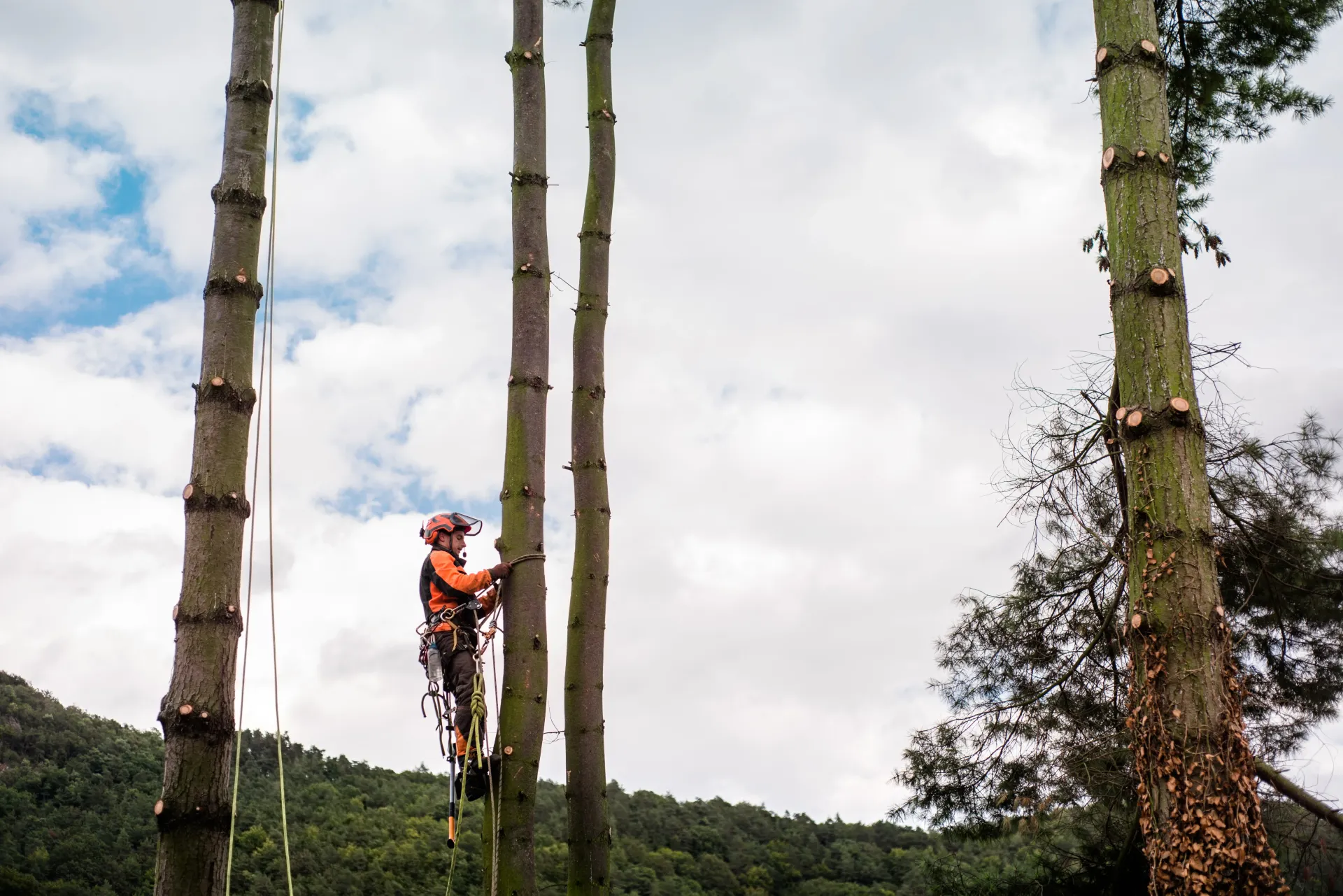tree service malvern